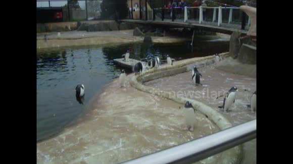 the penguins at Edinburgh zoo come and see the animals and all the other things to do