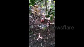Amazing encounter of dog Barking at snake in India