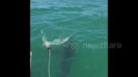 Angry Great White lunges at bait handler in slow motion