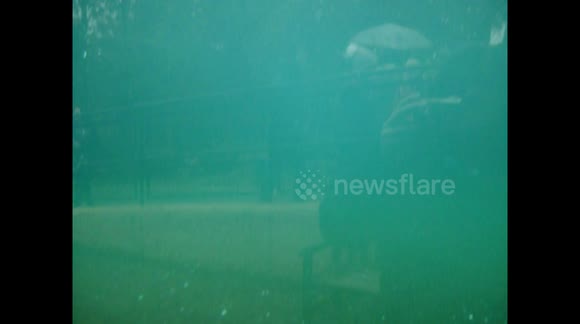 penguins underwater at Edinburgh zoo come and see them perform in the water