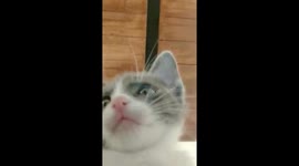 small cat recording and cleaning screen