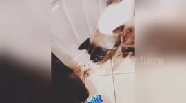 Tiny pup scares full-grown Akita dog