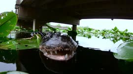 Massive Alligator Gets Face To Face With GoPro