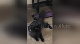 Newsflare Edit - Cat Learns they are Adopted