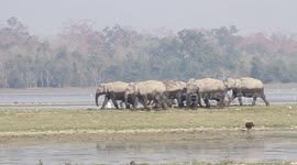 Herd of Elephant at Kaziranga