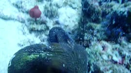 Gruesome octopus filmed underwater