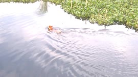 Dog Swimming Video and Village Water Afternoon Fun