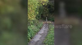 Golfers shock after escaped rhea runs amok on course