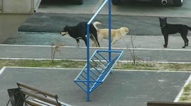 Two mating dogs 'stuck' after being interrupted