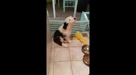 Opinionated Pupper doin a heckin debate.