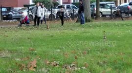 Sausage Dog runs up tree for Squirrel