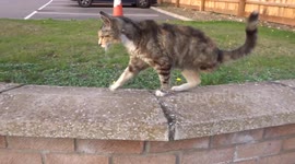 Adorable three-legged cat doesn't let disability get in the way of life