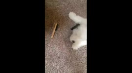 Mochi the dog is not a fan of this hairbrush