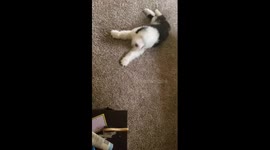 Mochi vs The Brush part 2