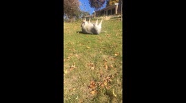 Pig pauses mid-graze, does casual roll down hill and sticks smooth landing