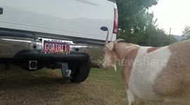 Goat repeatedly headbutts Ford after noticing reflection on mirrored surface