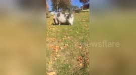 Pig pauses mid-graze, does casual roll down hill and sticks smooth landing