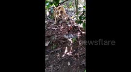 Hissing cobra's fangs shine as it faces off with dog in India