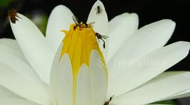 Bees look for nectar