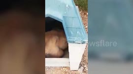 neglected dog is hoping to make a 2,500 MILE trip to the UK