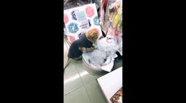 Cat gives their friend a massage