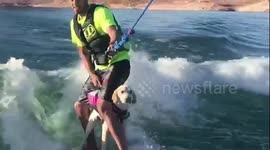This six-month-old puppy loves wakeboarding with her owner