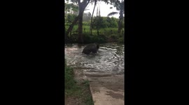 Baby elephant enjoys bath time