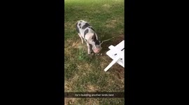 Pig believes he’s a bird, builds bird nest
