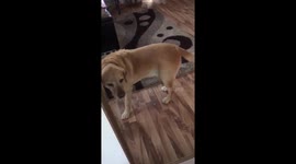 okay so like today I decided it was time my Dog (BoB) saw himself in the mirror. ?????? https://t.co/c6yXTMvJBE