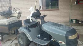 This chicken thinks she can drive a tractor