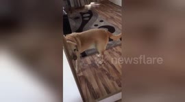 Dog can't believe his eyes when he sees himself in the mirror for the first time