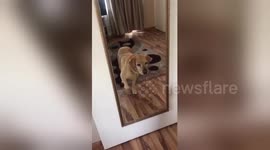 Dog can't believe his eyes when he sees himself in the mirror for the first time