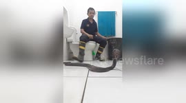 Fireman shows how to calmly escape from King Cobra in toilet