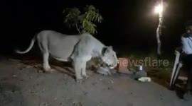 Moment man uses a live chicken to tease an enormous LIONESS