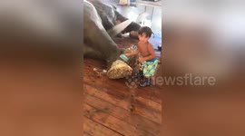 Little boy scrubs circus elephant's feet