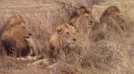 Rare sighting of five male lions spotted together in Kruger National Park