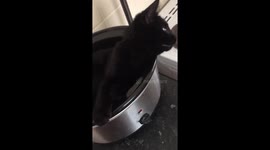Kitten uses slow cooker as a bed