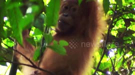 We met Orang Utans on a jungle trek in Bukit Lawang [Sumatra]
