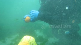 underwater pumpkin carving 5