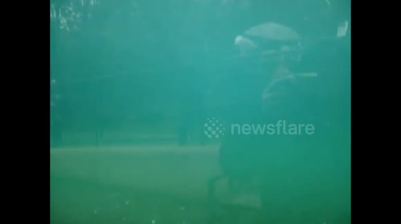 underwater  penguins  in Edinburgh