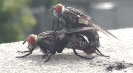 Giant Flies Maiting