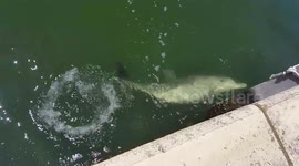 That was quick! Playful dolphin snatches up a nimble fish at the last second