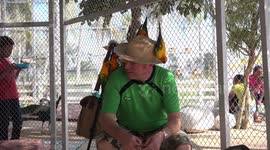 Man and lady trapped in a bird cage, and attacked by man eating birds.