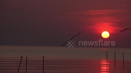 Seagulls fly past a big orange sunset.