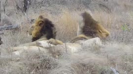 5 Male Lions Bonding next to the road