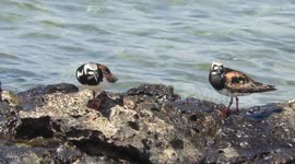 ANIMALS:WILDLIFE Turnstone