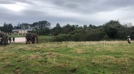 Shooting elephants in sanctuary for new movie