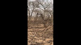 Leopard takes down baby antelope in lightning-fast attack in South Africa