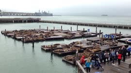Pier 39 Sea Lions Island