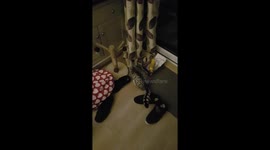 Young snowy Bengal plays with a random piece of plastic. Carrying it in his mouth and batting it with his paws from one side of the room to the other